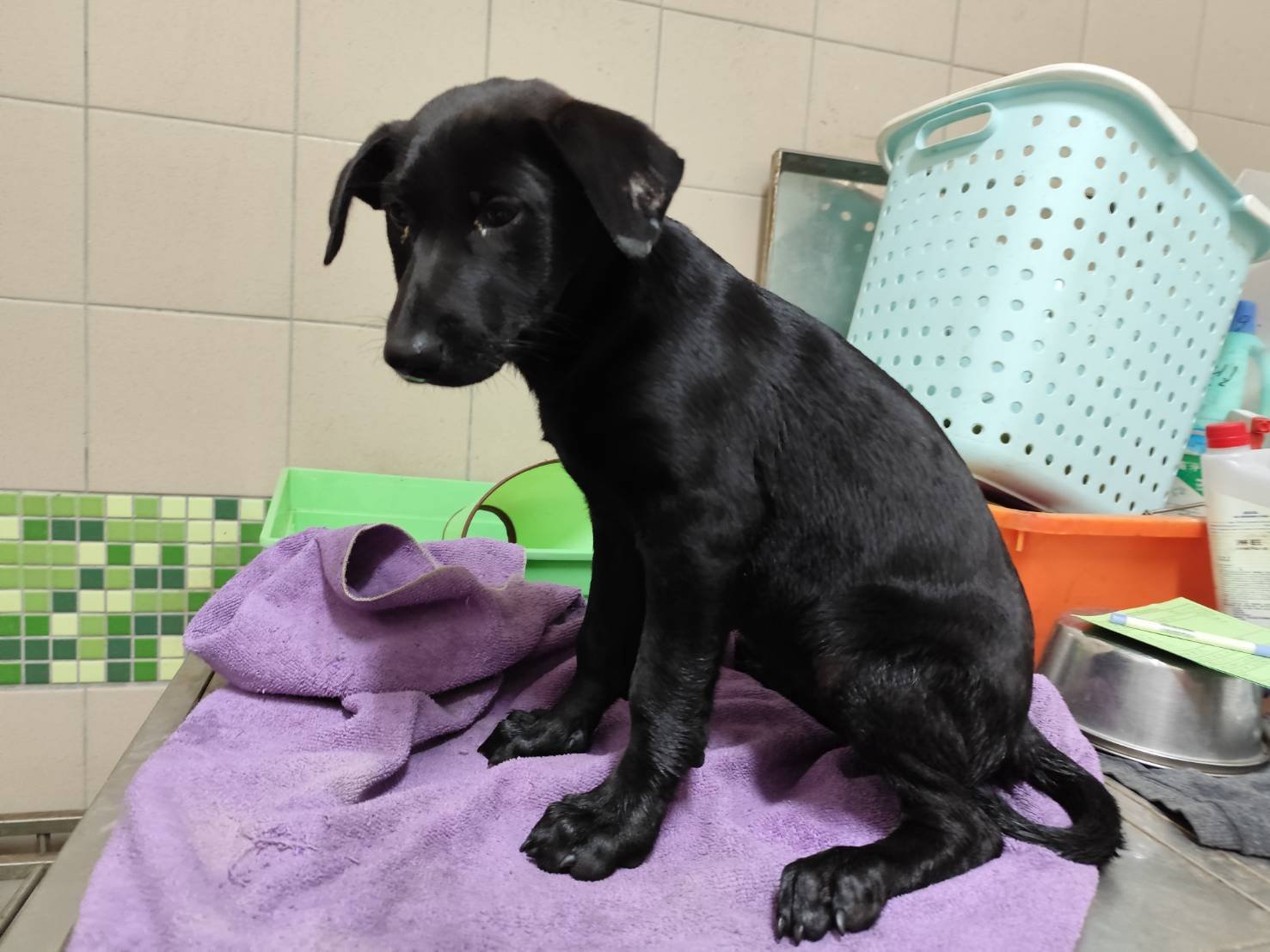 混種犬