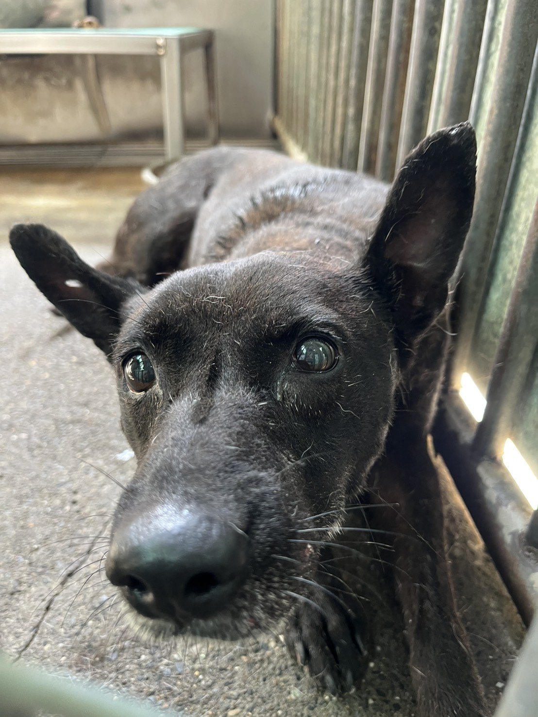 混種犬