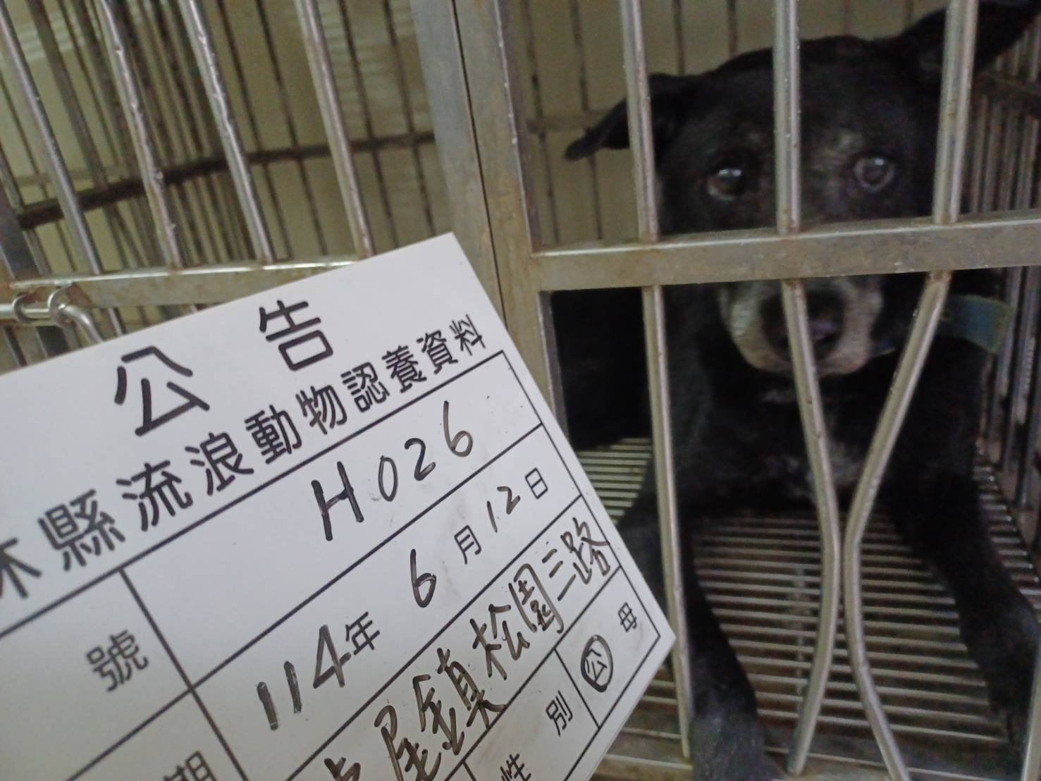 混種犬