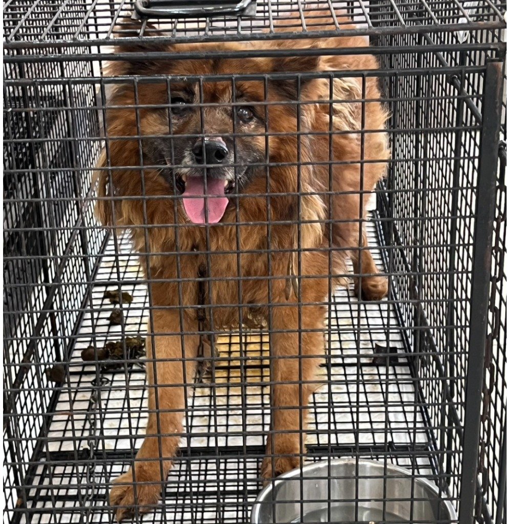 混種犬