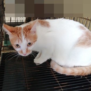混種貓
