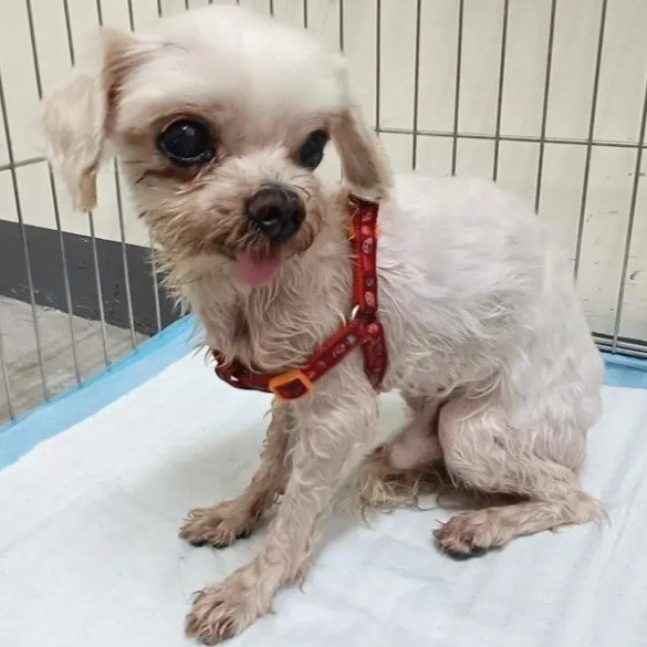 瑪爾濟斯犬
