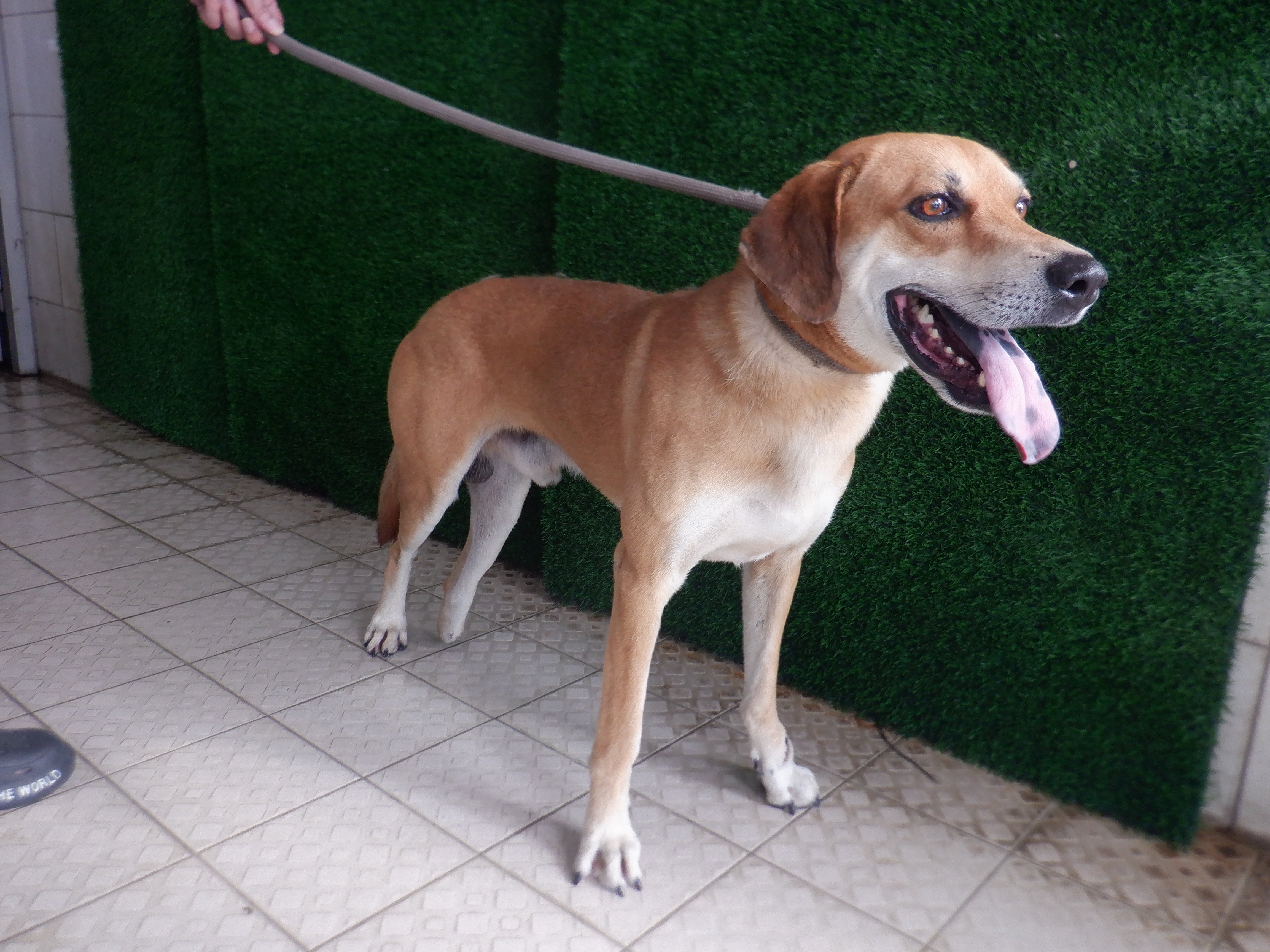 混種犬