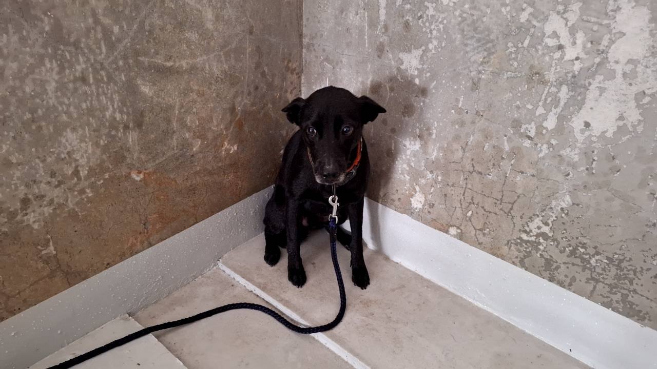 混種犬