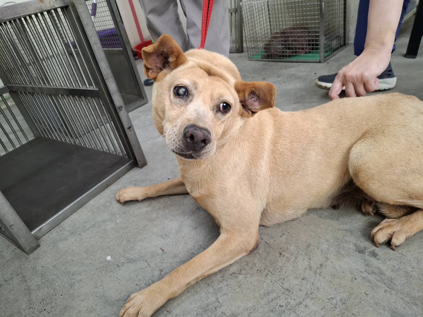 混種犬