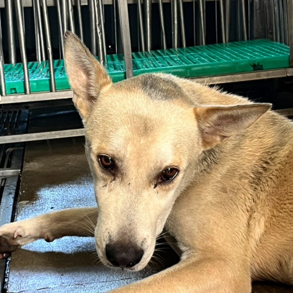 混種犬