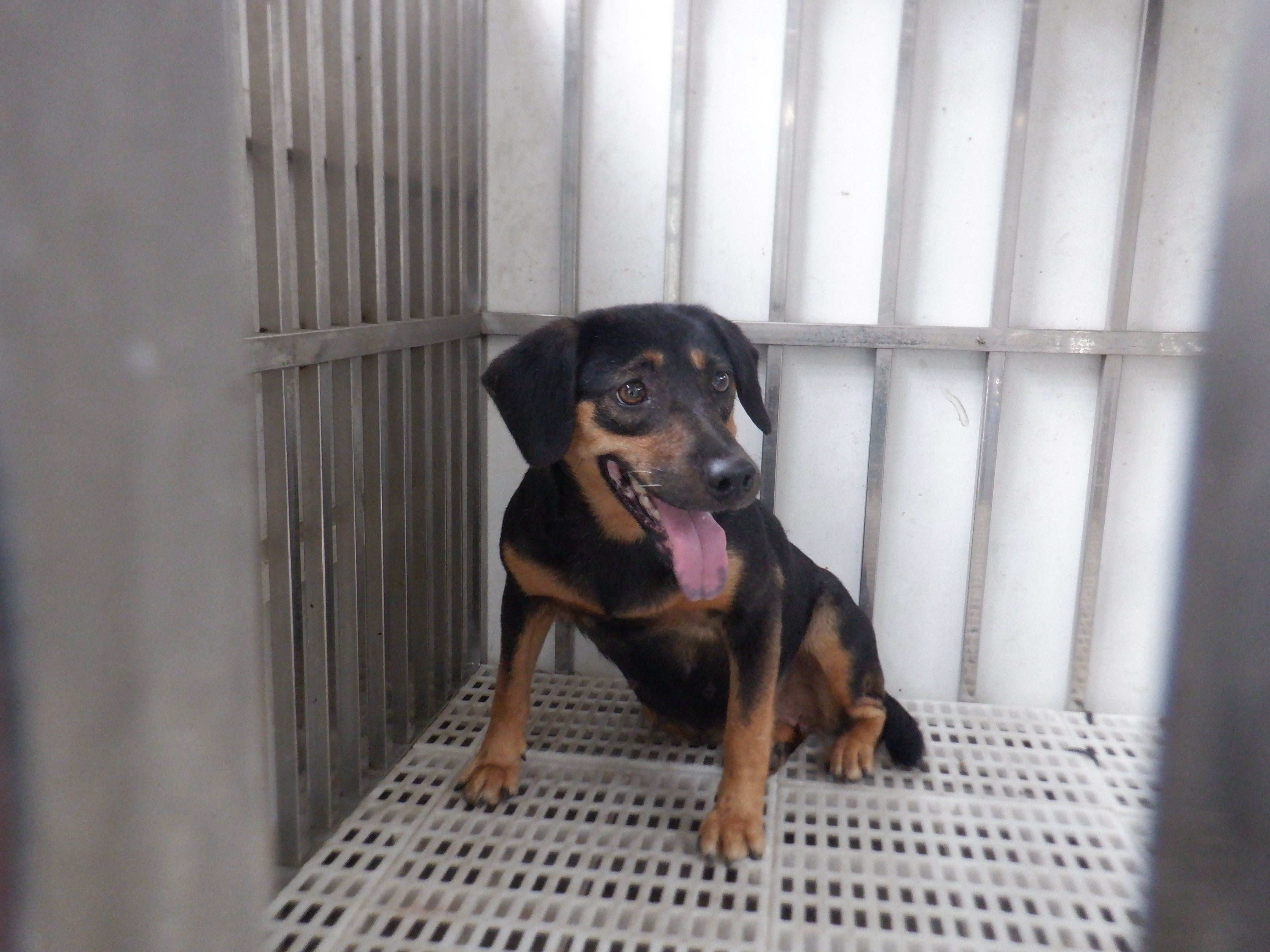 混種犬