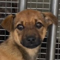 混種犬