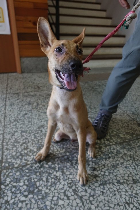 混種犬