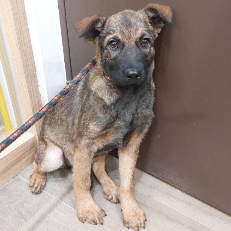 混種犬