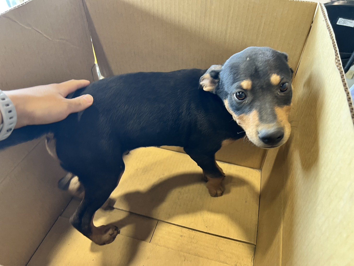 混種犬