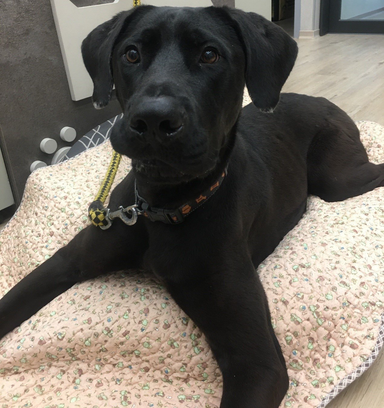 混種犬