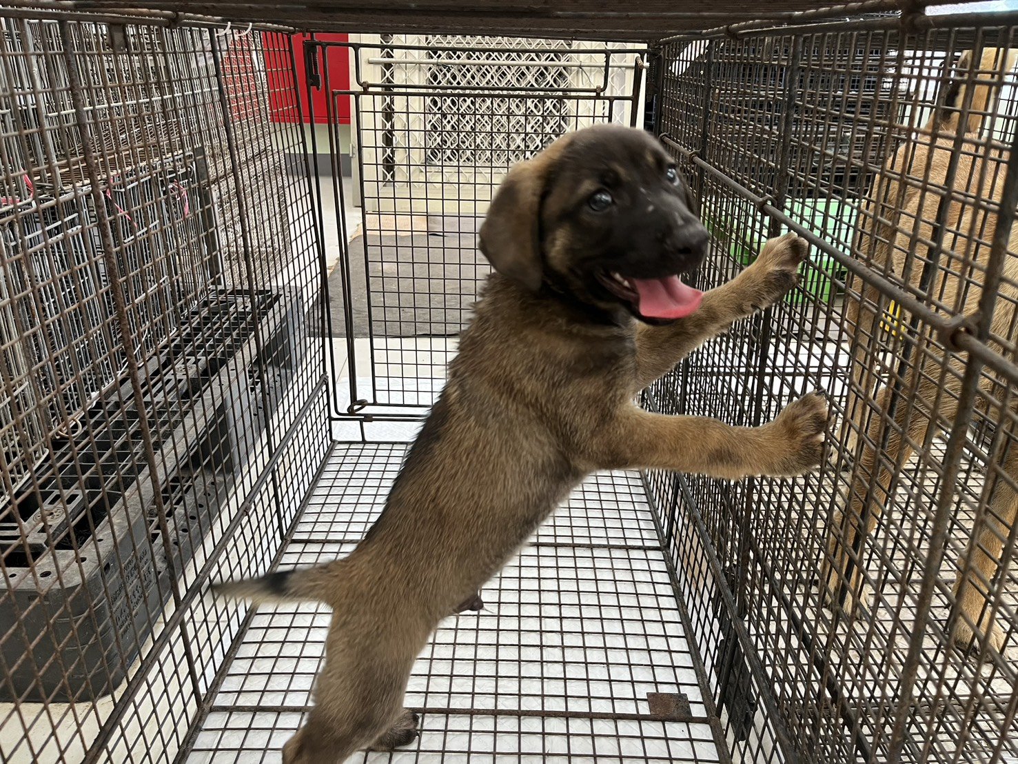 混種犬