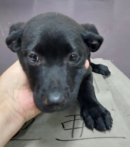 混種犬