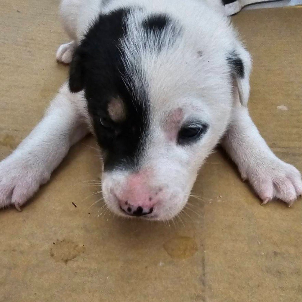 混種犬
