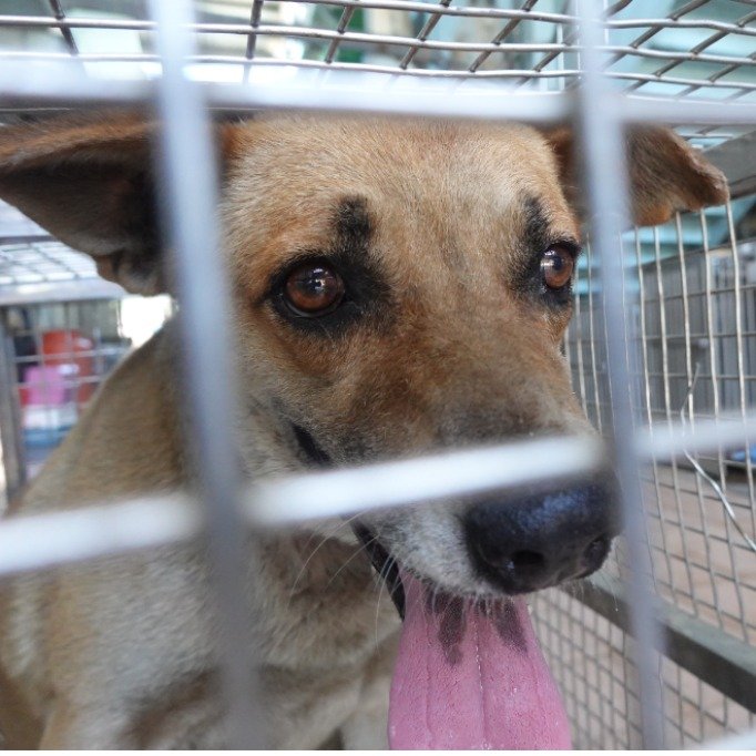 混種犬