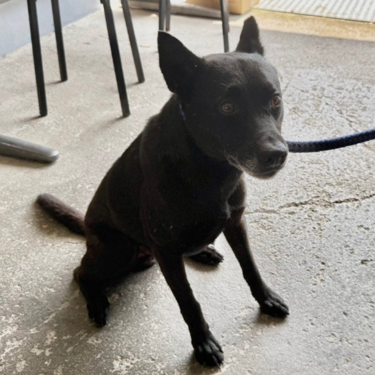 混種犬