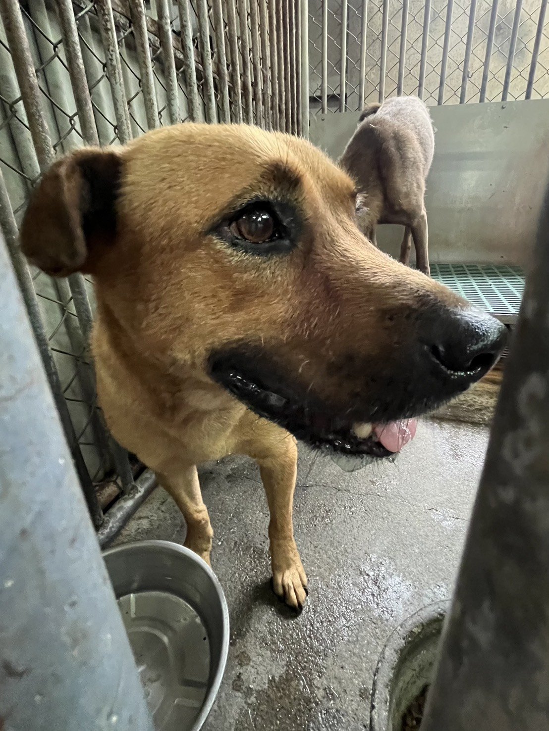 混種犬