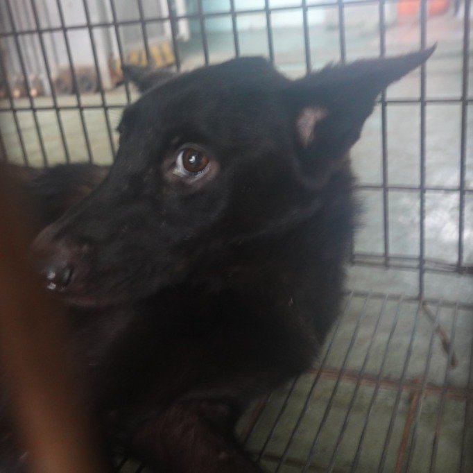 混種犬