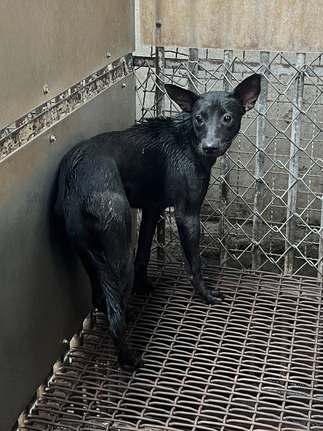混種犬