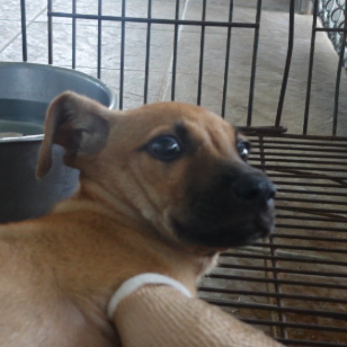 混種犬
