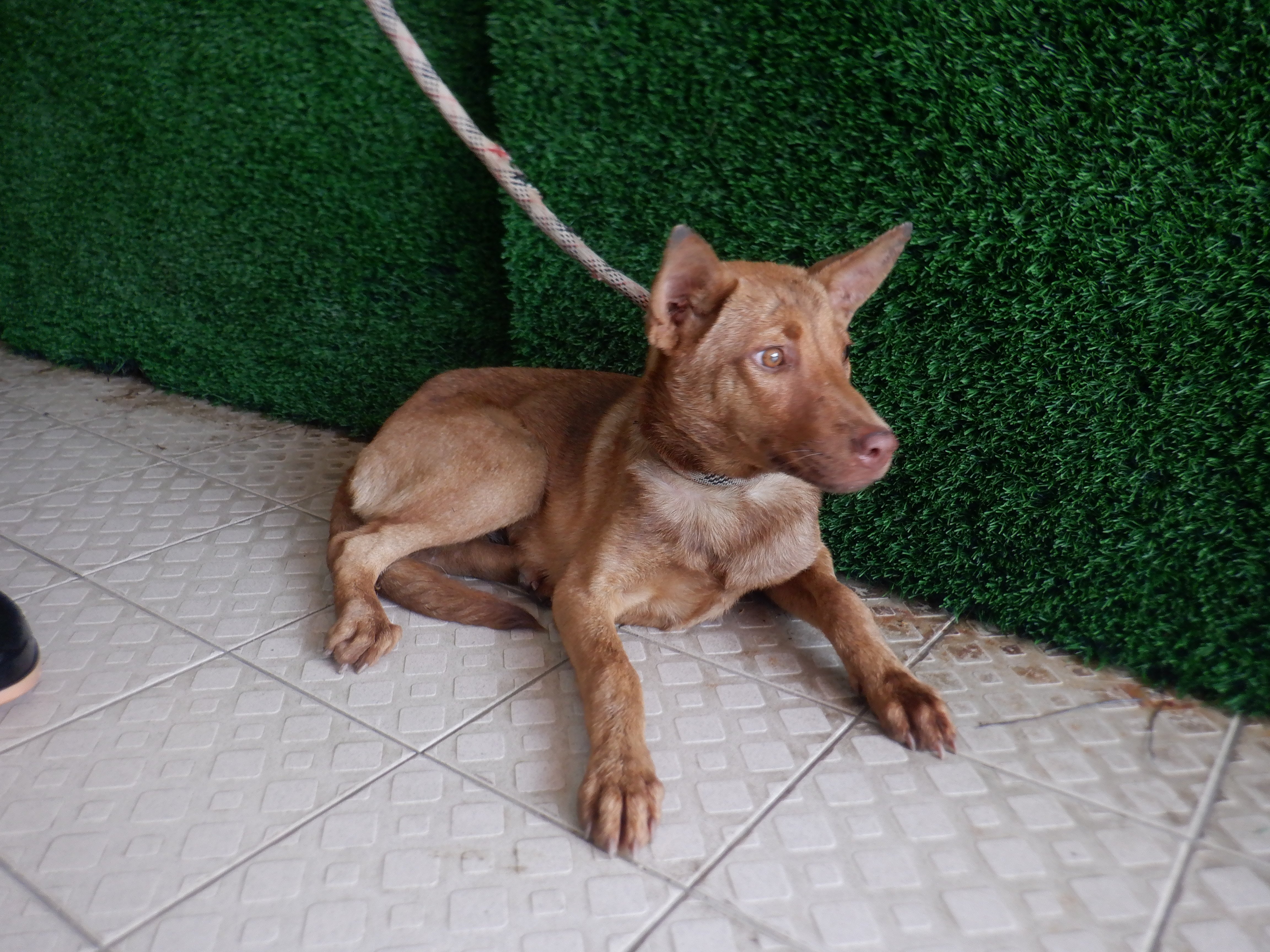 混種犬