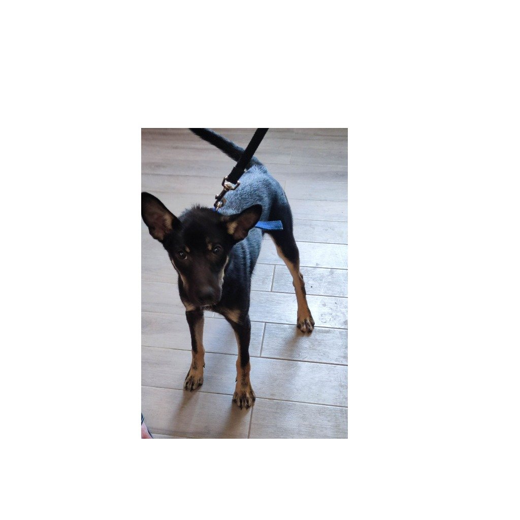 混種犬