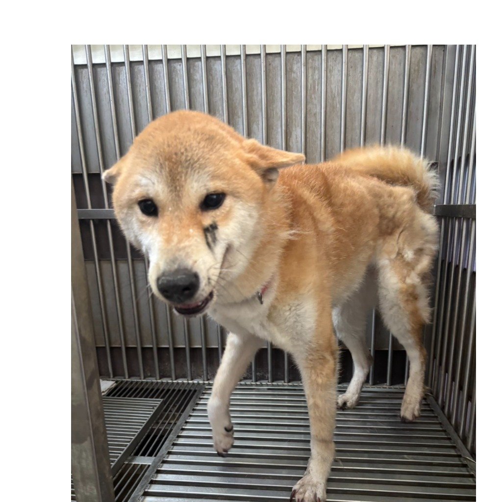 柴犬