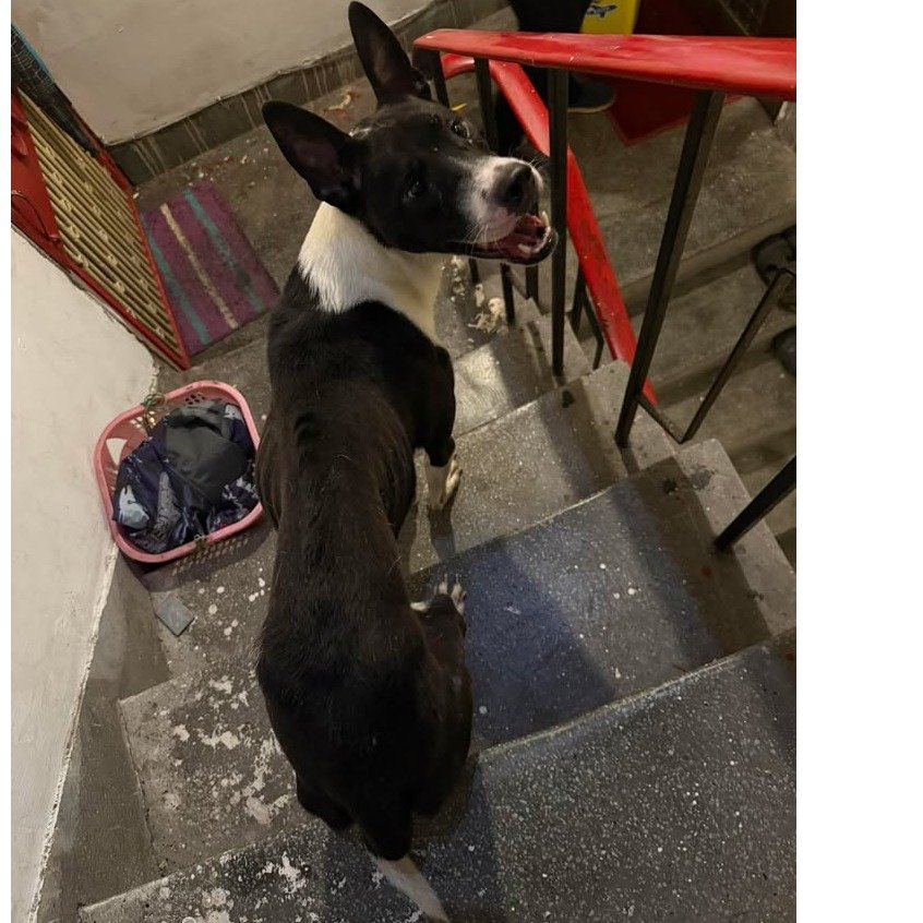 混種犬