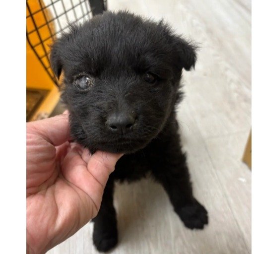 混種犬