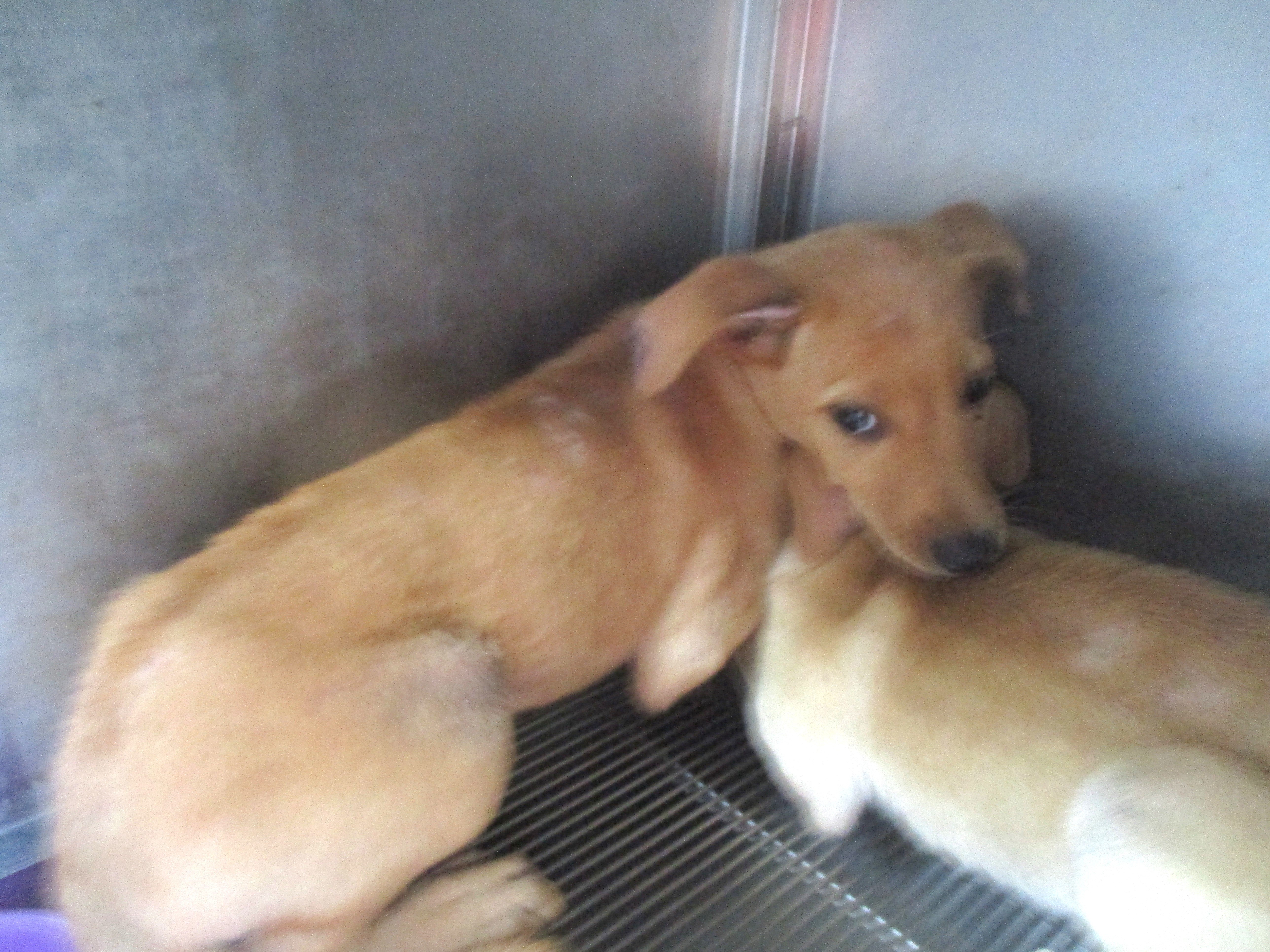 混種犬