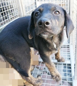 混種犬