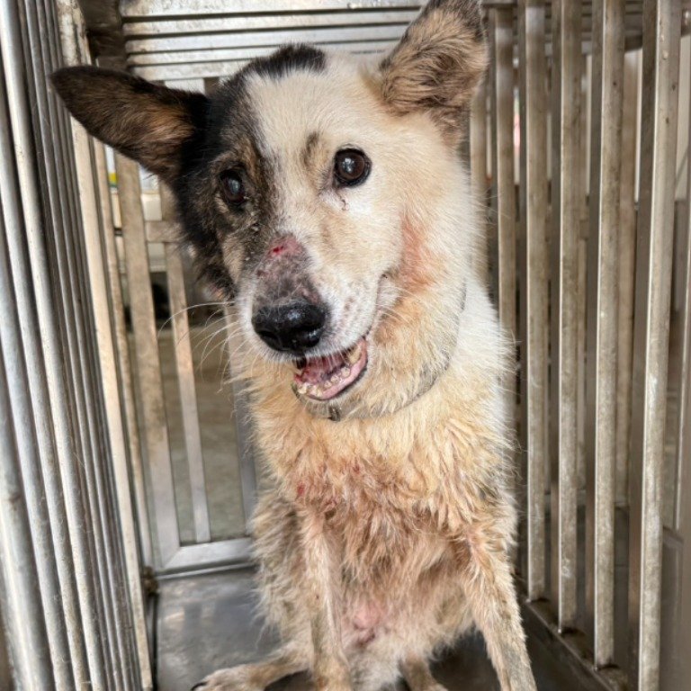 混種犬