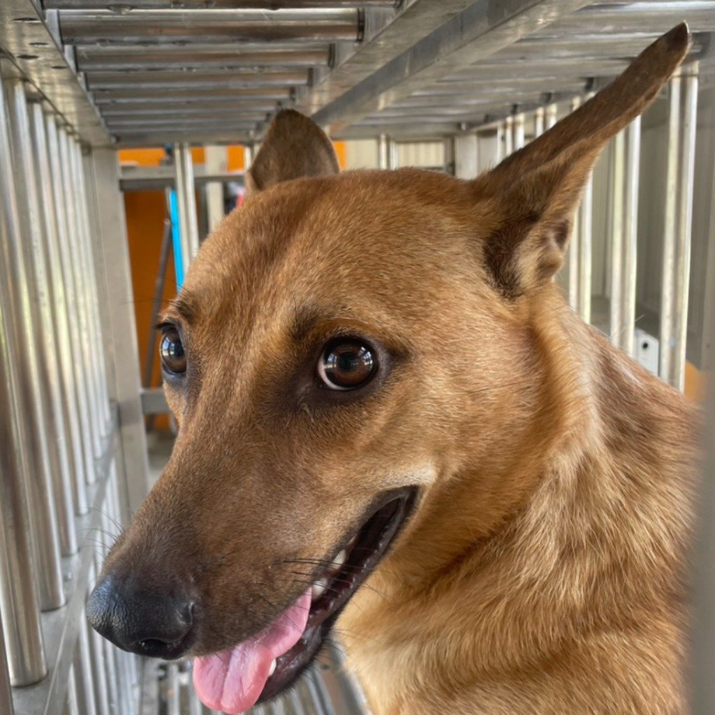 混種犬
