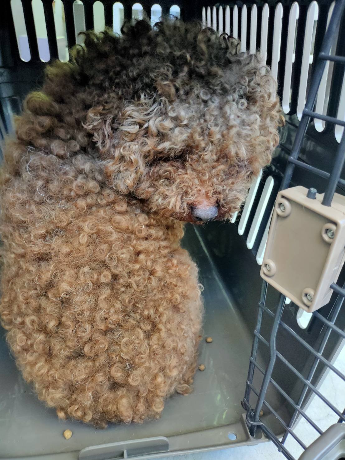 貴賓犬