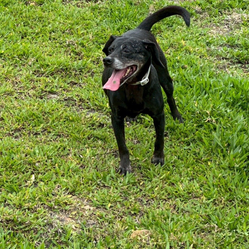 混種犬
