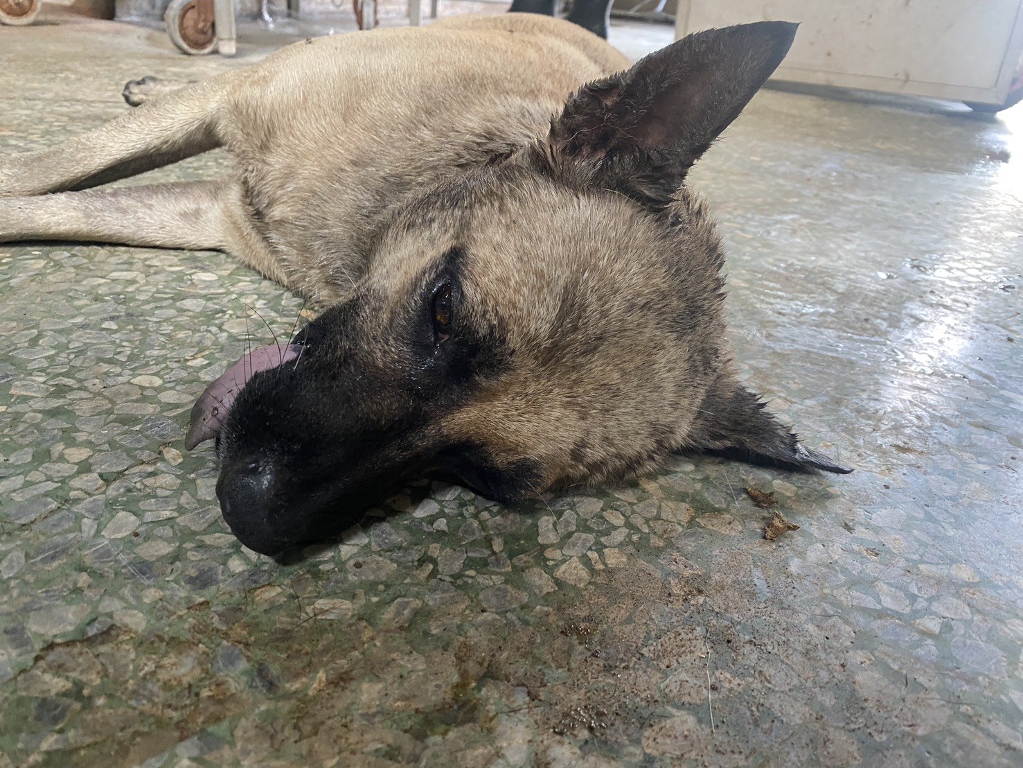 混種犬