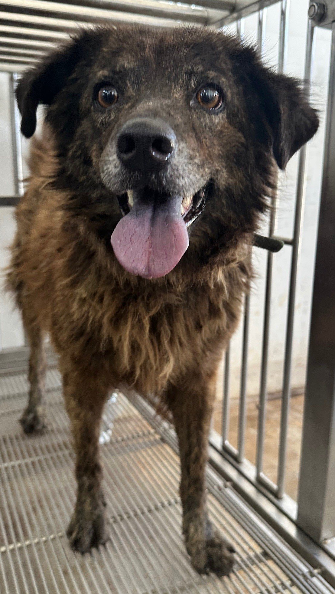 混種犬