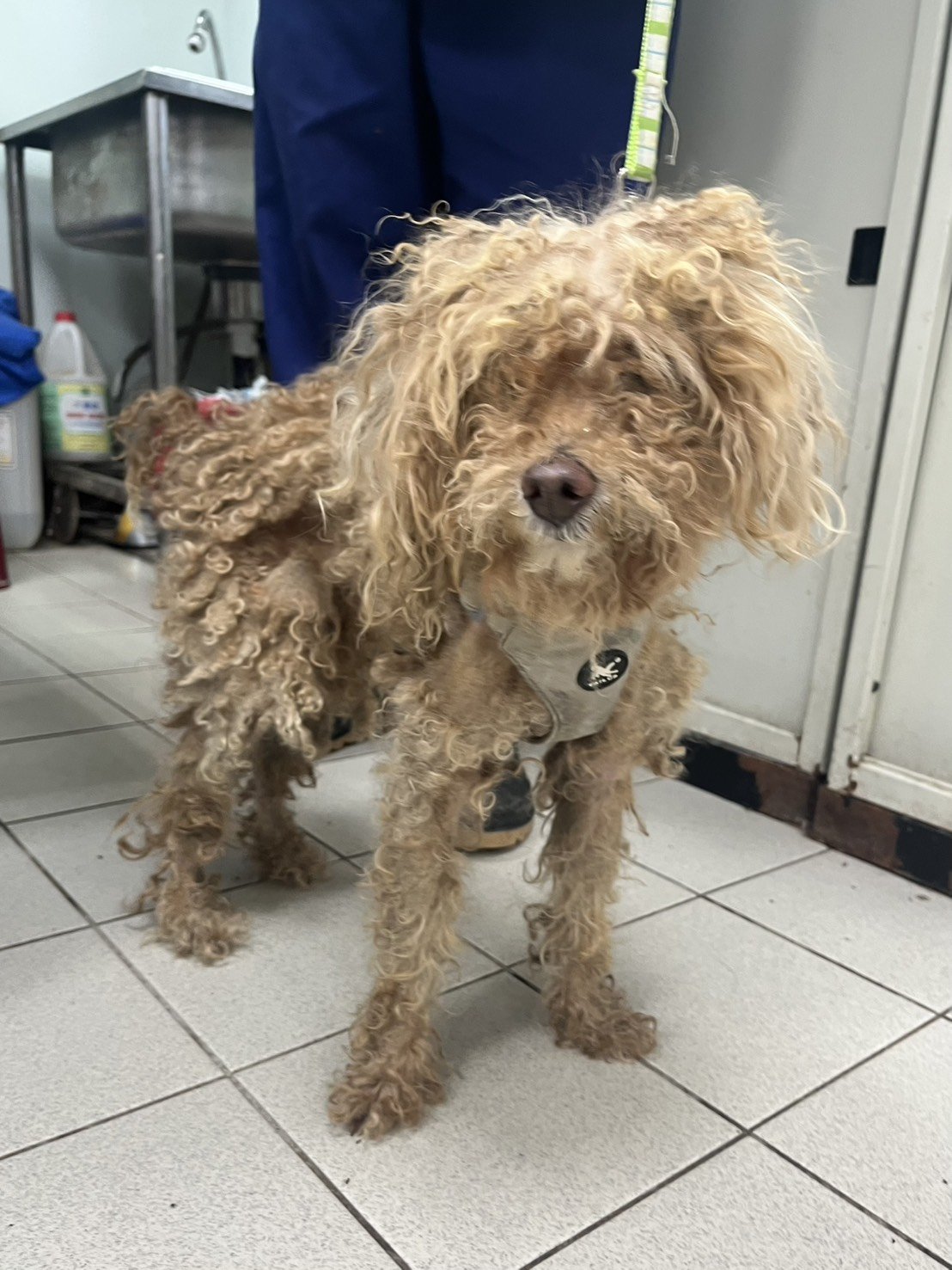 混種犬