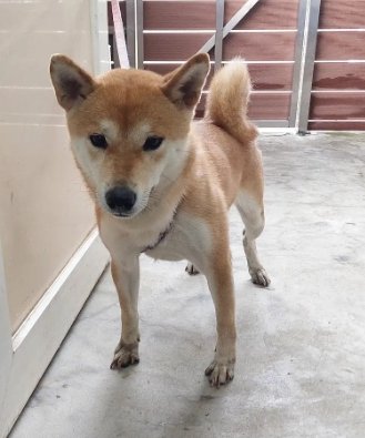 柴犬