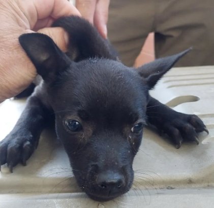 混種犬