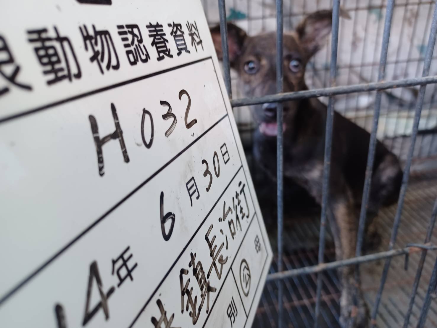 混種犬