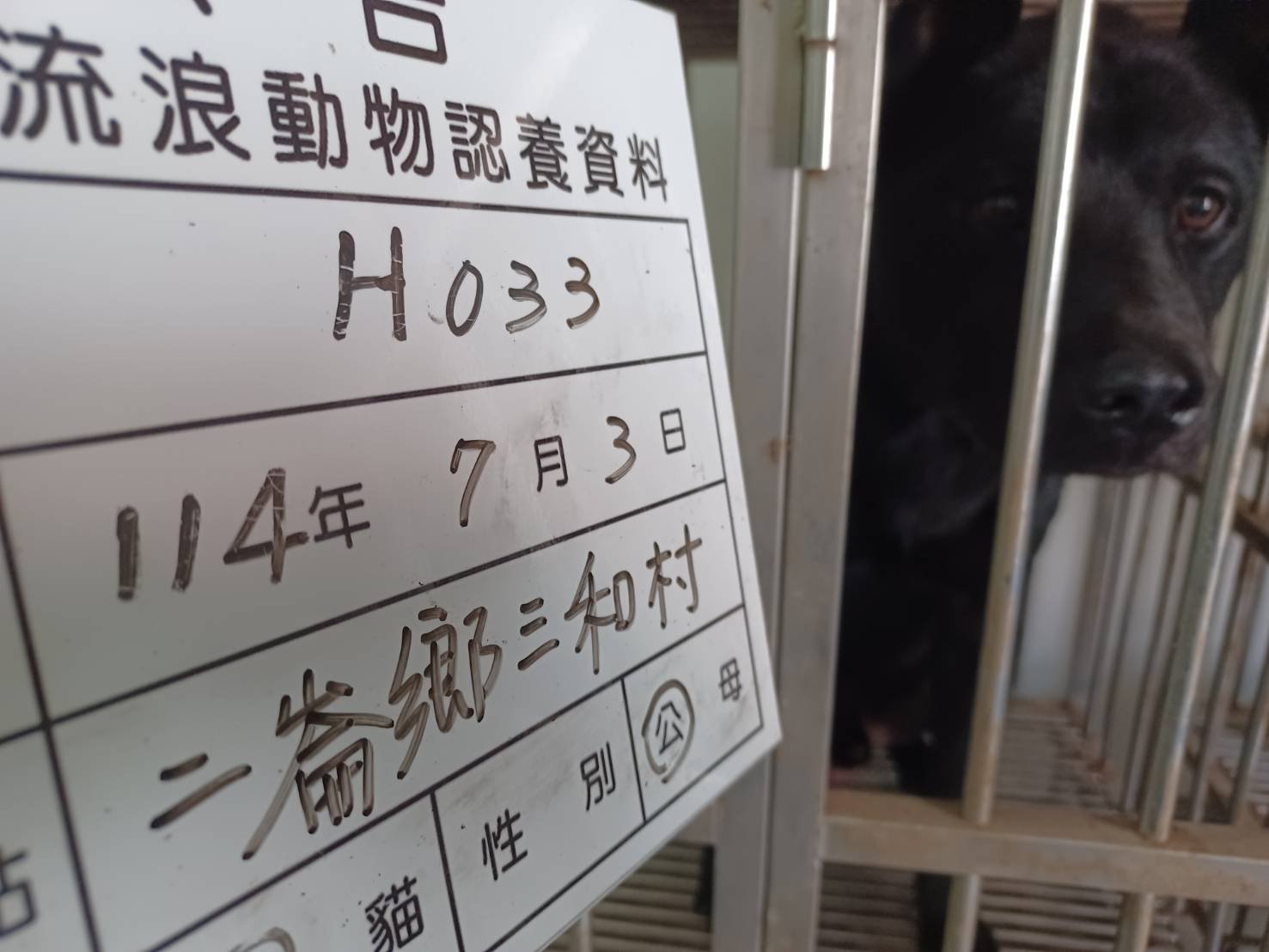 混種犬