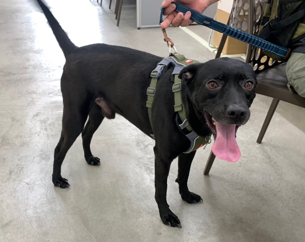 混種犬