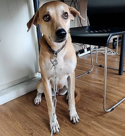 混種犬