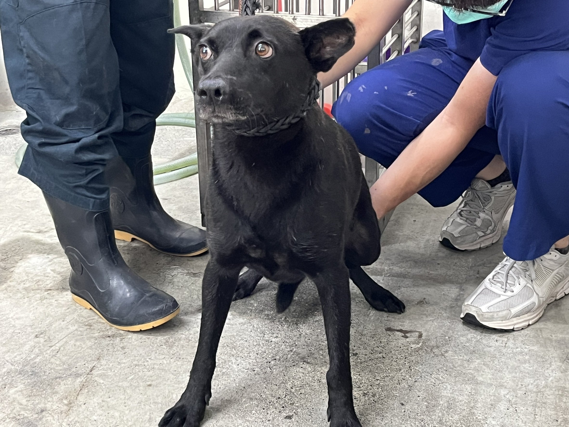 混種犬