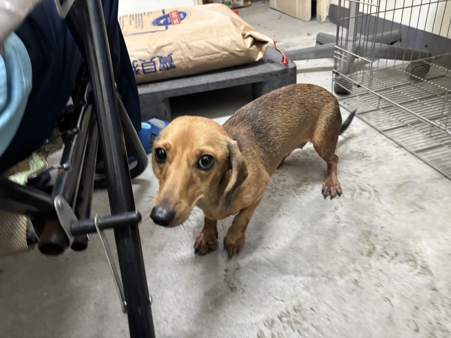 臘腸犬