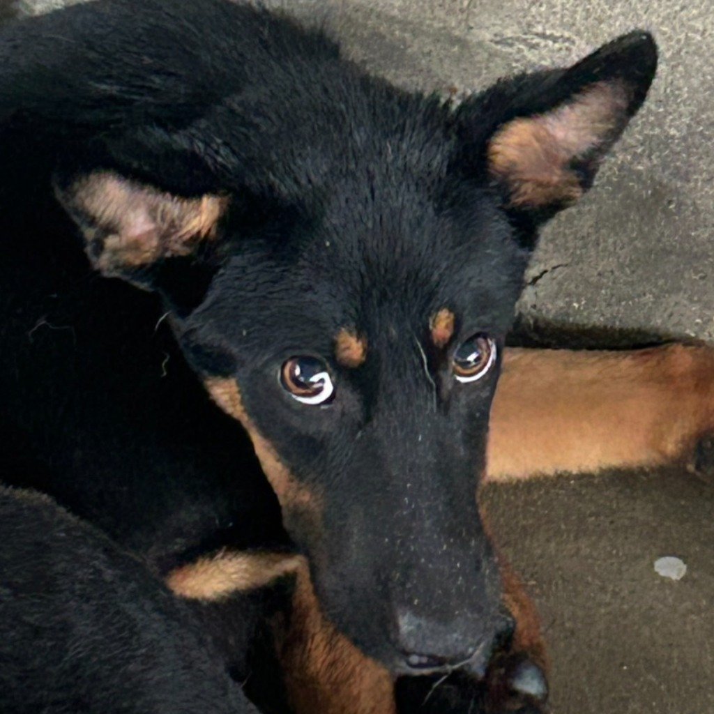 混種犬