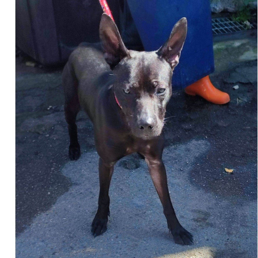 混種犬