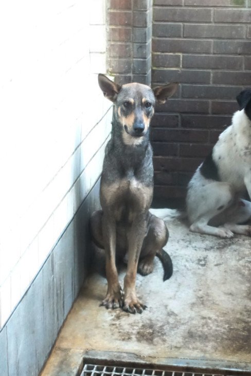 混種犬
